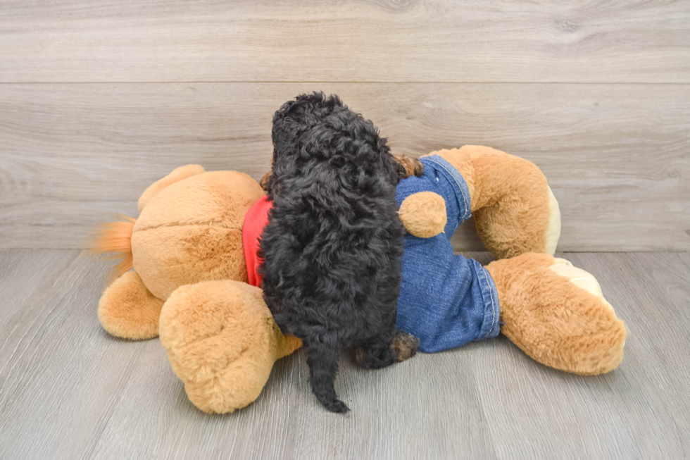 Best Cavapoo Baby