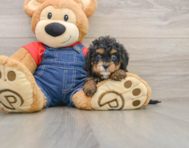 8 week old Cavapoo Puppy For Sale - Florida Fur Babies