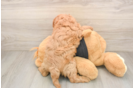 Cavapoo Puppy for Adoption