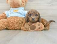 8 week old Cavapoo Puppy For Sale - Florida Fur Babies