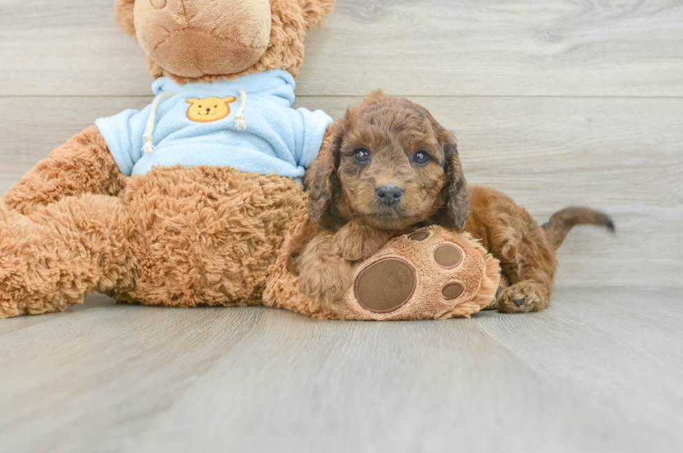 6 week old Cavapoo Puppy For Sale - Florida Fur Babies