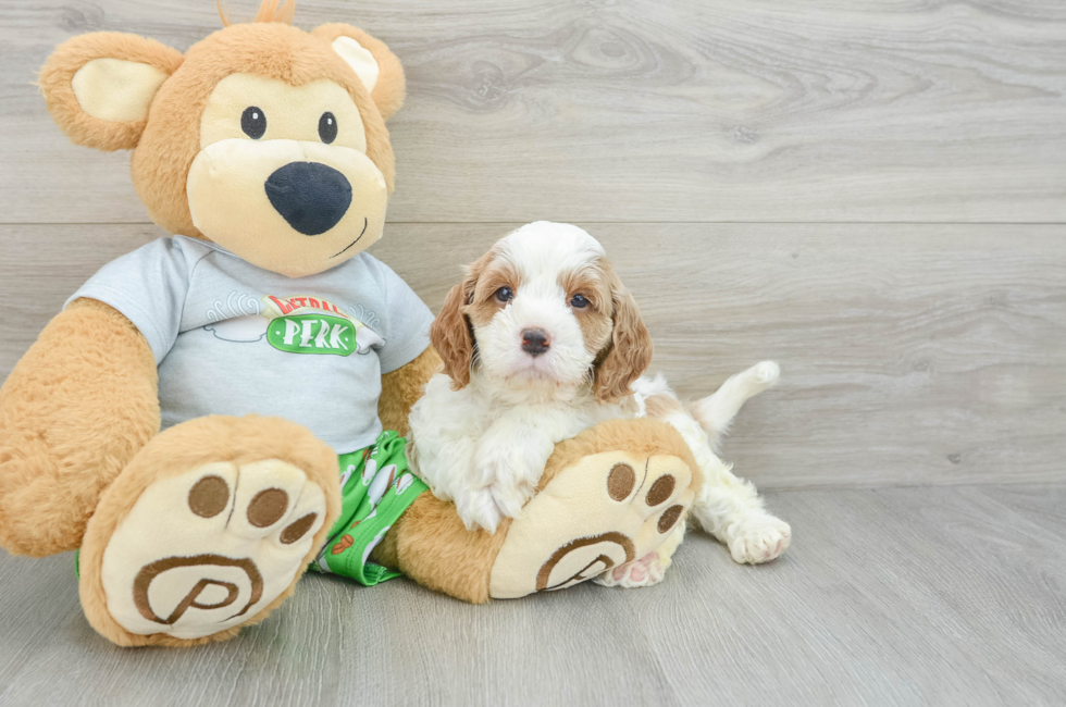 7 week old Cavapoo Puppy For Sale - Florida Fur Babies