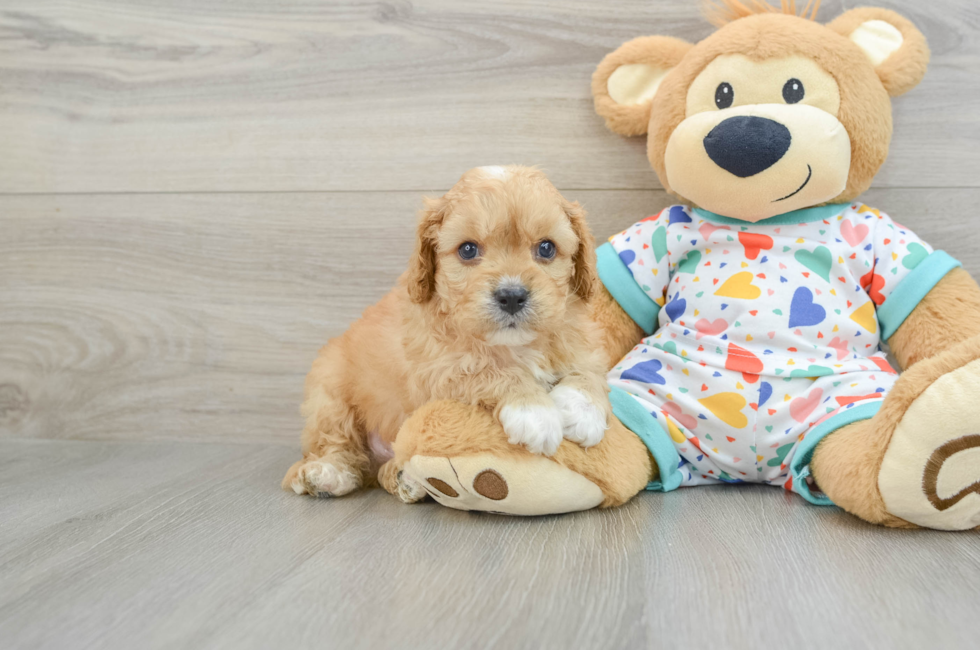 7 week old Cavapoo Puppy For Sale - Florida Fur Babies