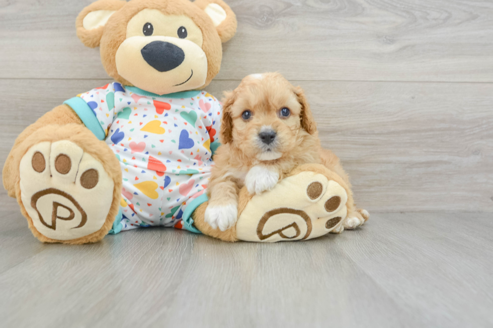 Hypoallergenic Cavadoodle Poodle Mix Puppy