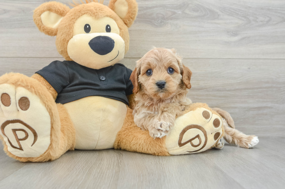 5 week old Cavapoo Puppy For Sale - Florida Fur Babies