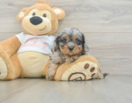 8 week old Cavapoo Puppy For Sale - Florida Fur Babies