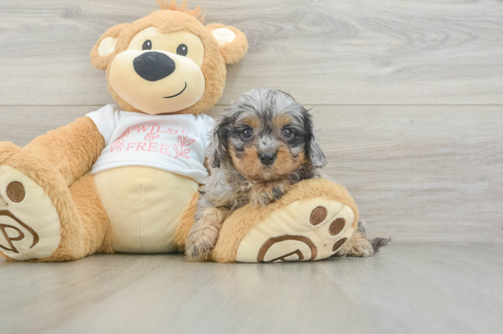 5 week old Cavapoo Puppy For Sale - Florida Fur Babies
