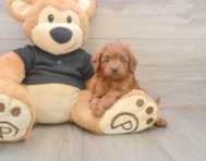 7 week old Cavapoo Puppy For Sale - Florida Fur Babies