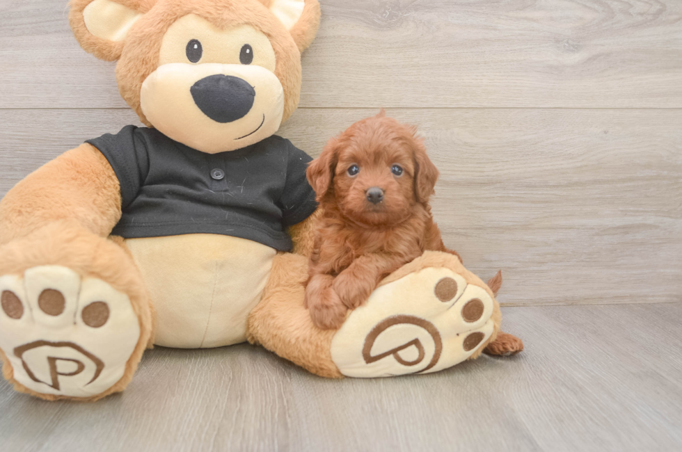 5 week old Cavapoo Puppy For Sale - Florida Fur Babies