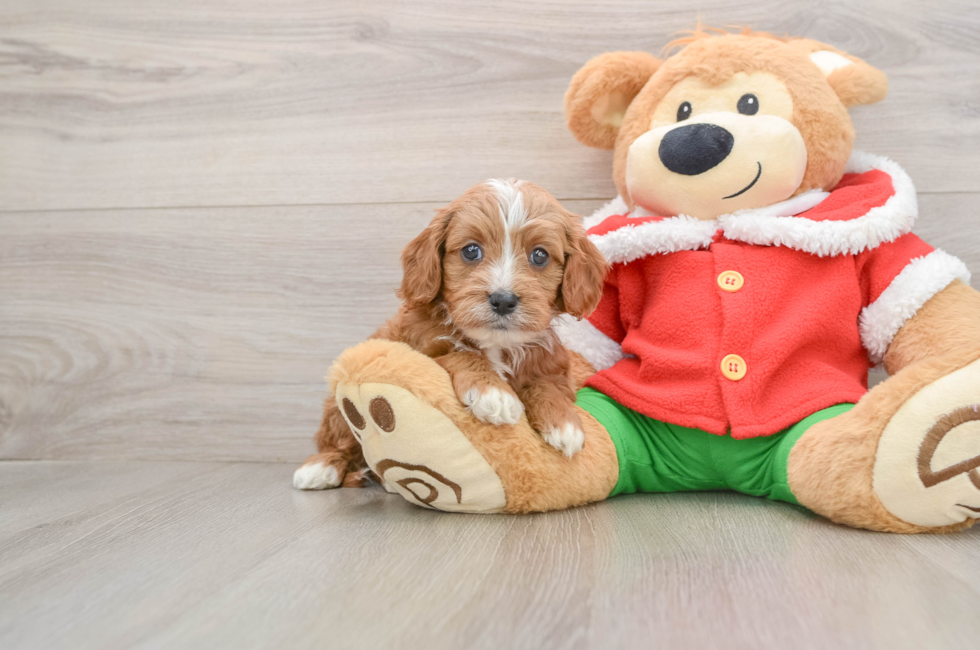 5 week old Cavapoo Puppy For Sale - Florida Fur Babies