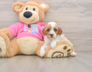 7 week old Cavapoo Puppy For Sale - Florida Fur Babies