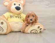 7 week old Cavapoo Puppy For Sale - Florida Fur Babies