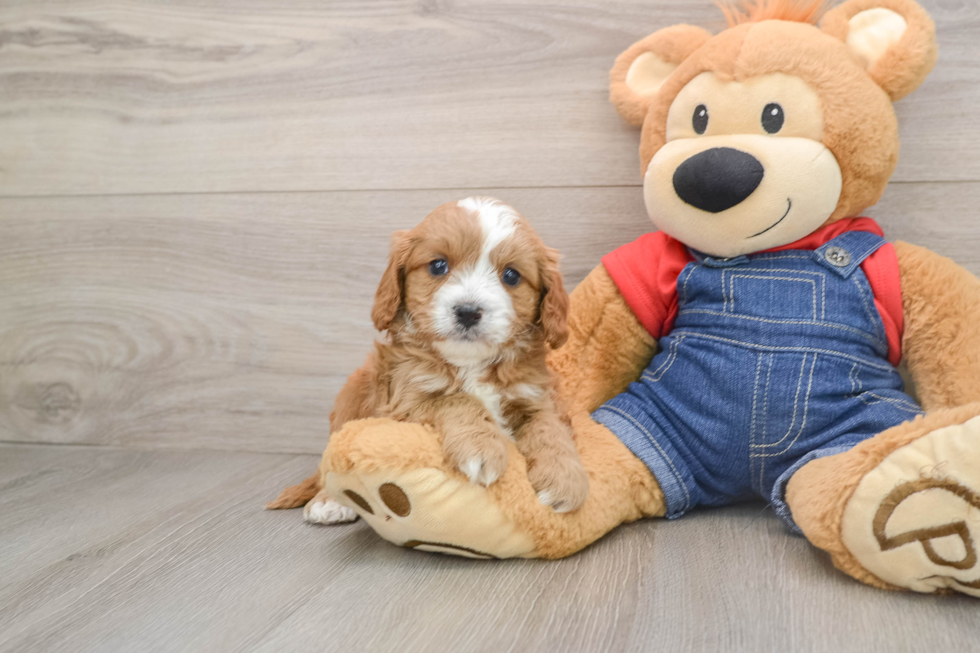 Playful Cavapoodle Poodle Mix Puppy
