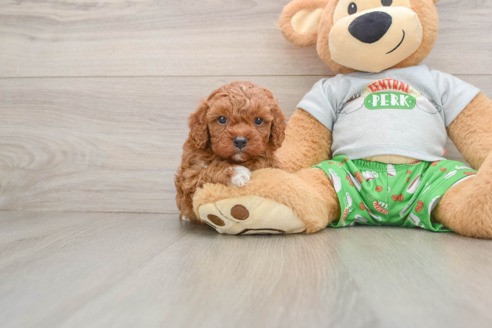 Cavapoo Pup Being Cute