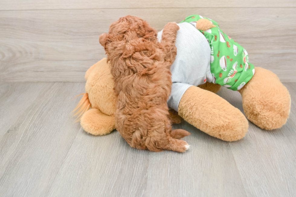Cute Cavapoo Baby