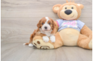 Cavapoo Pup Being Cute