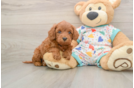 Cavapoo Puppy for Adoption