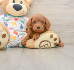 7 week old Cavapoo Puppy For Sale - Florida Fur Babies