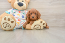 Best Cavapoo Baby