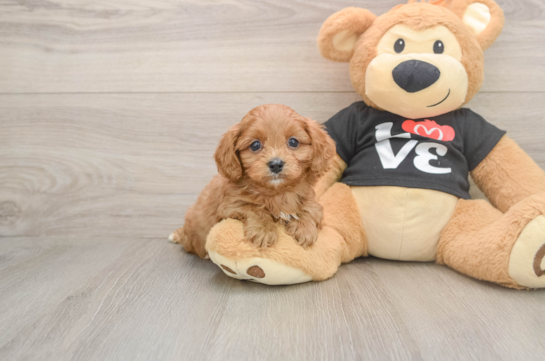 Cavapoo Pup Being Cute
