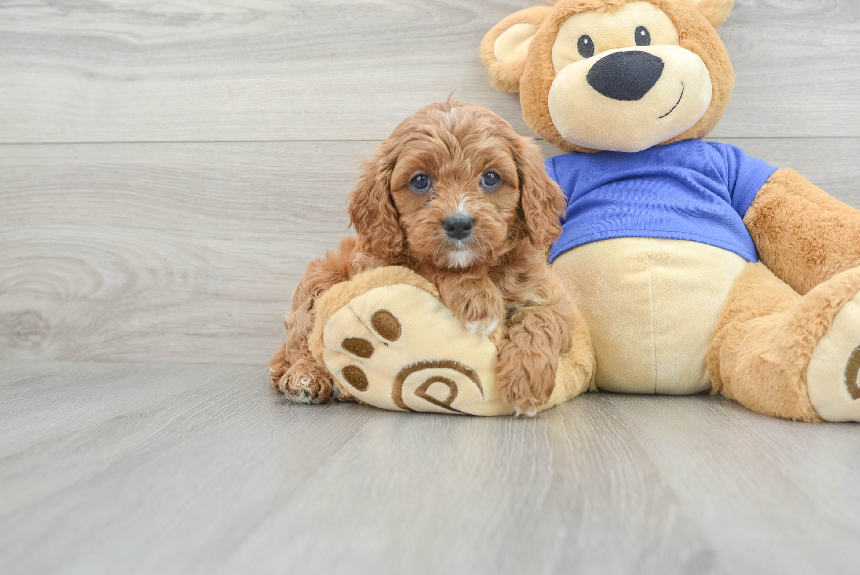 Cavapoo poodle best sale