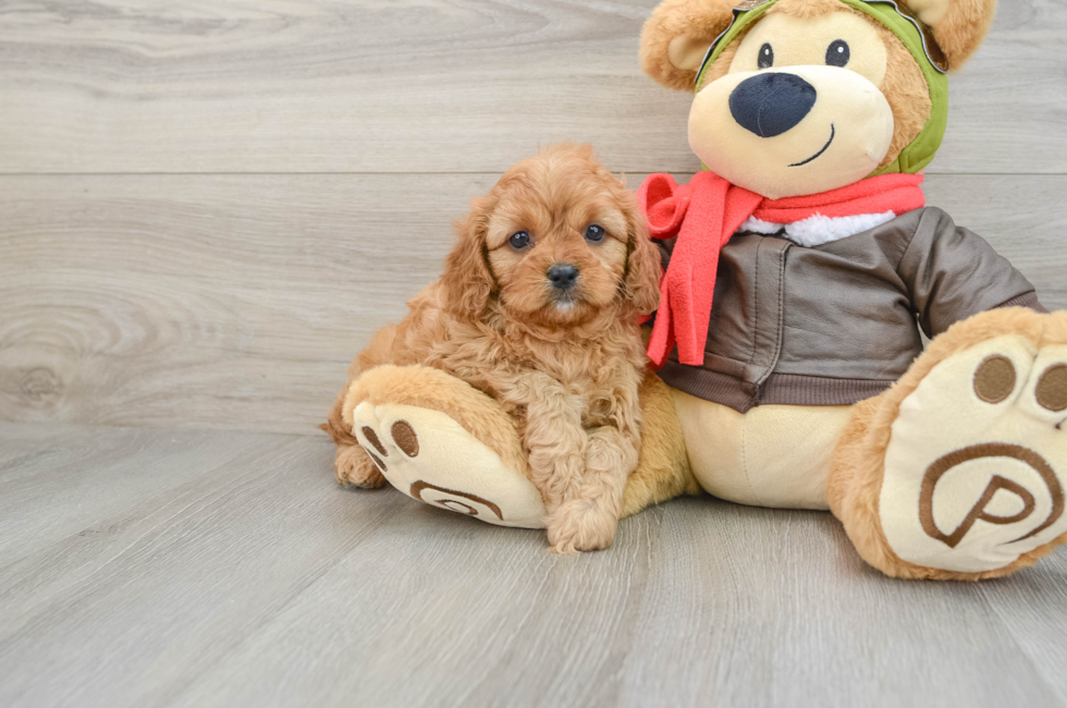 5 week old Cavapoo Puppy For Sale - Florida Fur Babies