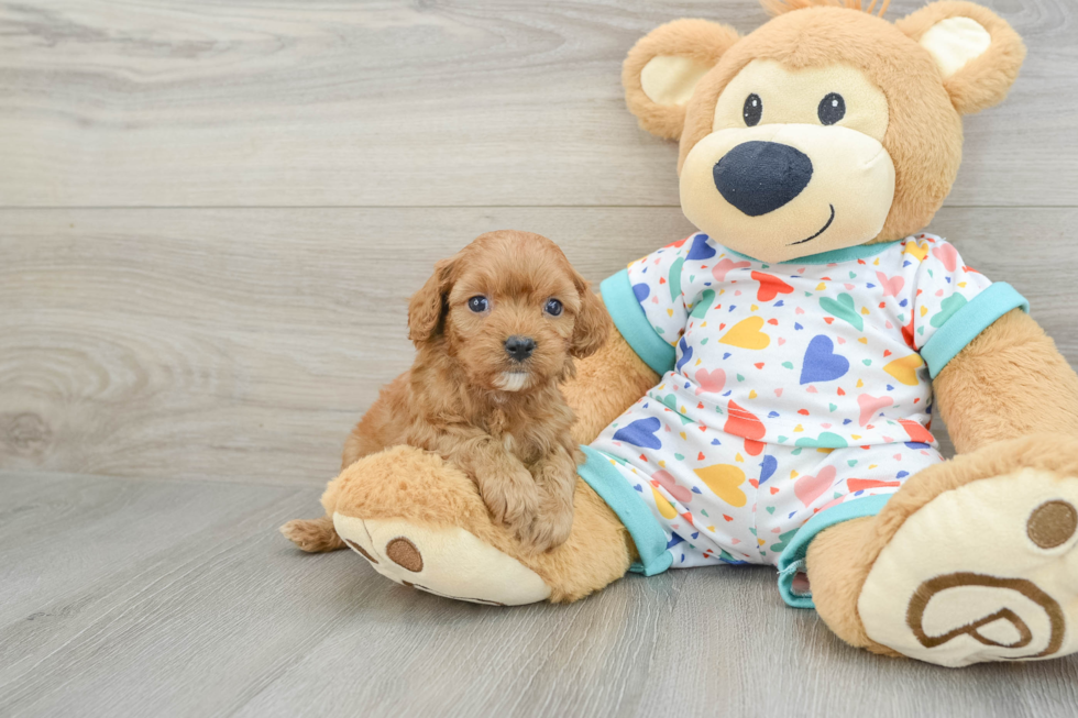 Fluffy Cavapoo Poodle Mix Pup