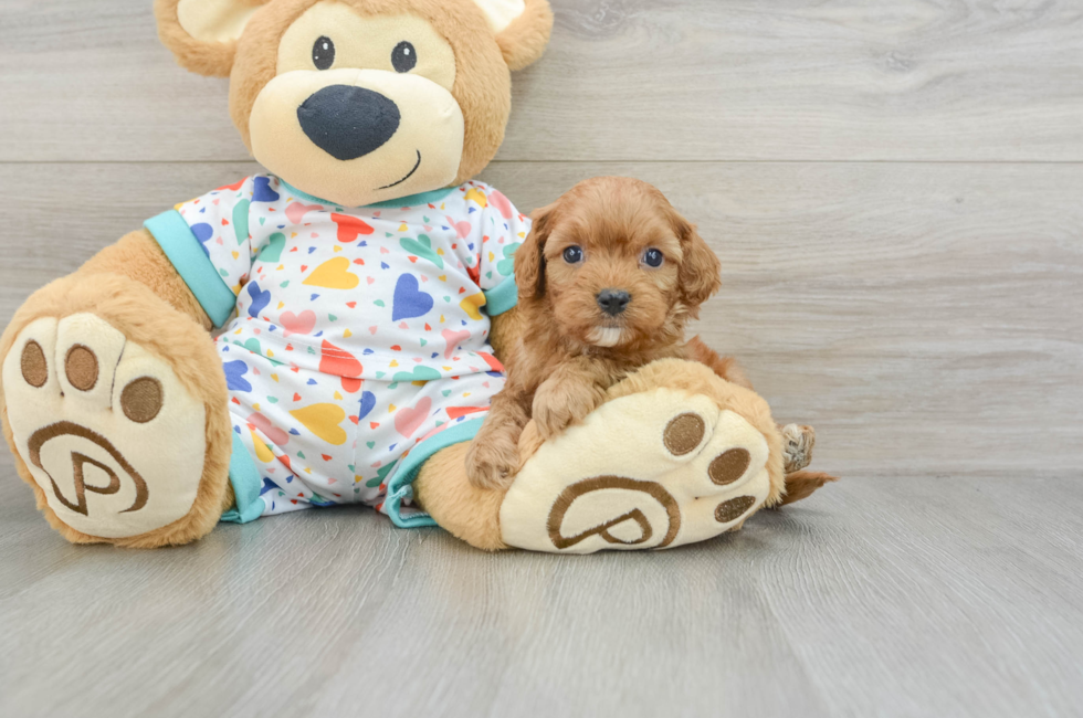 7 week old Cavapoo Puppy For Sale - Florida Fur Babies