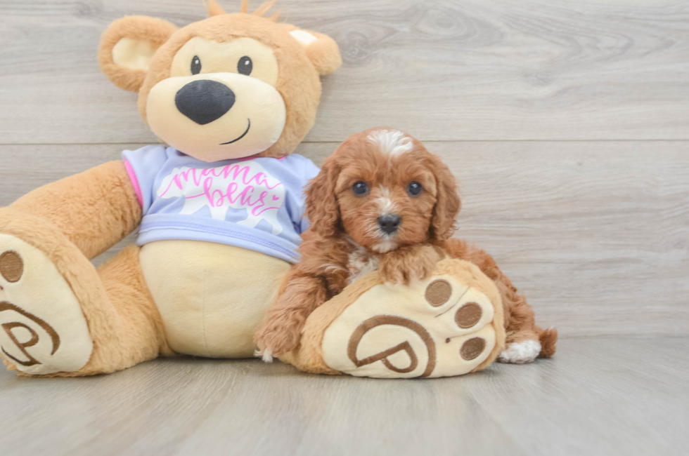 5 week old Cavapoo Puppy For Sale - Florida Fur Babies