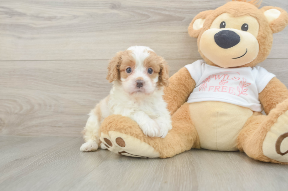 5 week old Cavapoo Puppy For Sale - Florida Fur Babies