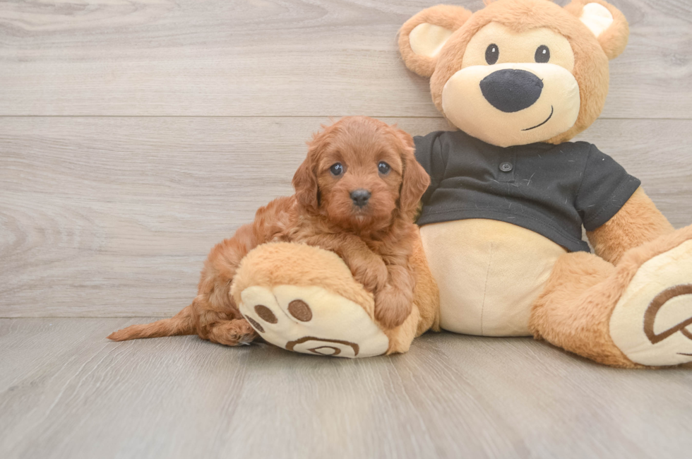 5 week old Cavapoo Puppy For Sale - Florida Fur Babies