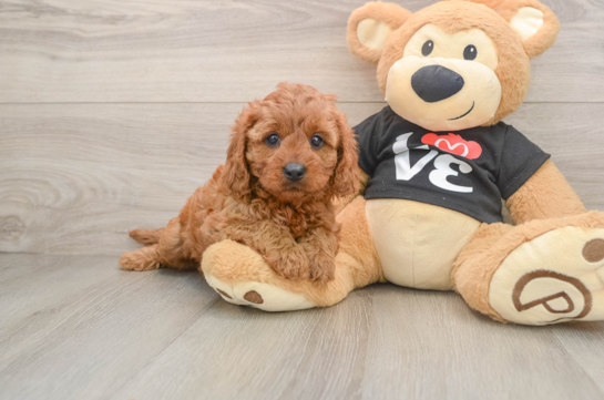 Smart Cavapoo Poodle Mix Pup