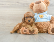 8 week old Cavapoo Puppy For Sale - Florida Fur Babies