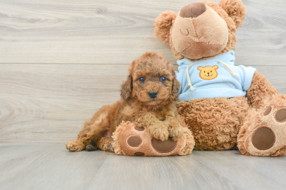 6 week old Cavapoo Puppy For Sale - Florida Fur Babies