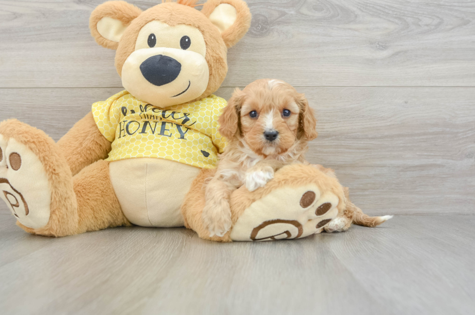 6 week old Cavapoo Puppy For Sale - Florida Fur Babies