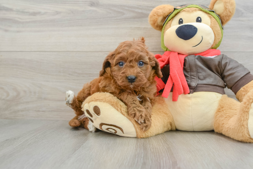 Little Cavipoo Poodle Mix Puppy