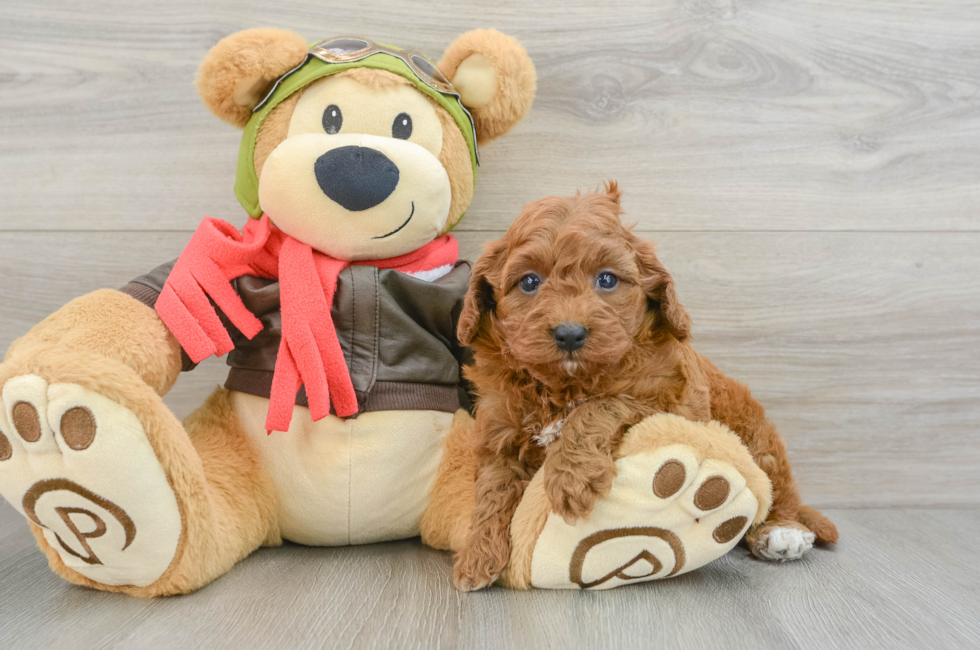 6 week old Cavapoo Puppy For Sale - Florida Fur Babies