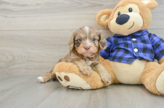 Popular Cavapoo Poodle Mix Pup