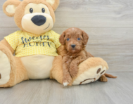 8 week old Cavapoo Puppy For Sale - Florida Fur Babies