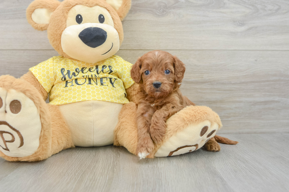 6 week old Cavapoo Puppy For Sale - Florida Fur Babies