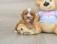 7 week old Cavapoo Puppy For Sale - Florida Fur Babies