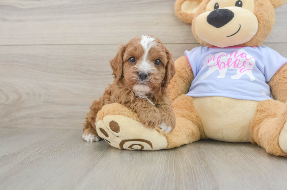 5 week old Cavapoo Puppy For Sale - Florida Fur Babies