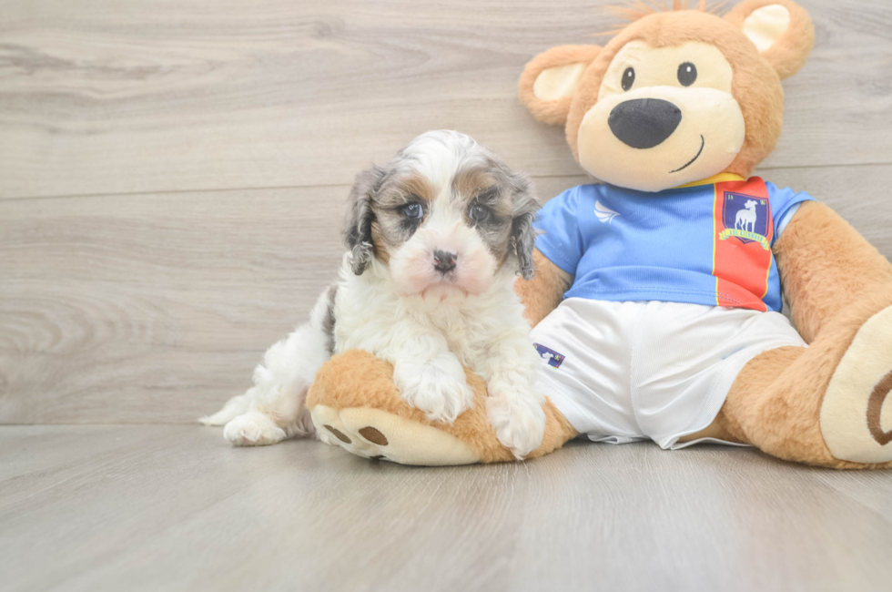 5 week old Cavapoo Puppy For Sale - Florida Fur Babies