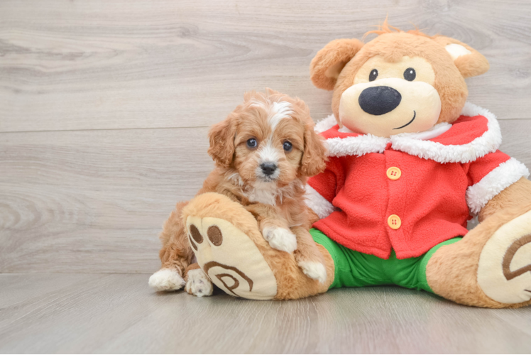 Small Cavapoo Baby