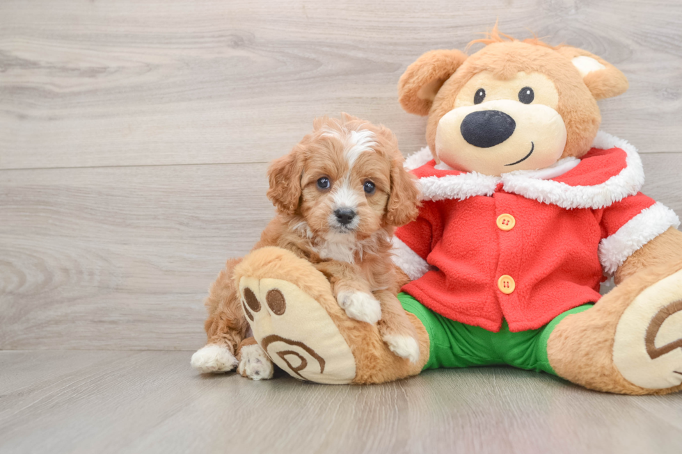 Small Cavapoo Baby