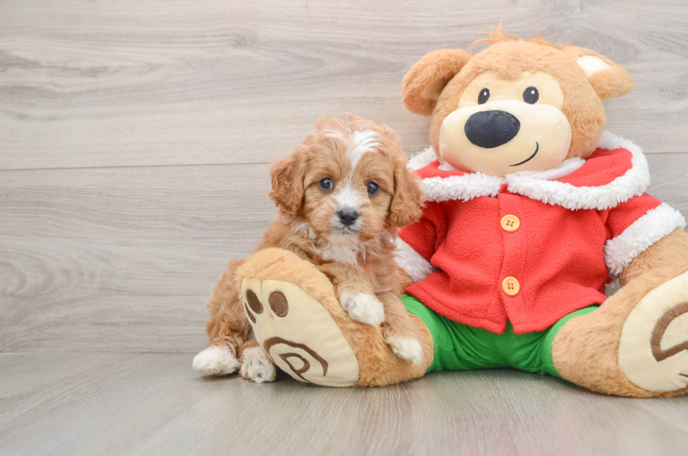 5 week old Cavapoo Puppy For Sale - Florida Fur Babies