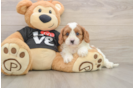 Fluffy Cavapoo Poodle Mix Pup