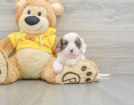 7 week old Cavapoo Puppy For Sale - Florida Fur Babies