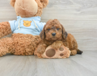 8 week old Cavapoo Puppy For Sale - Florida Fur Babies