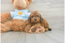 Best Cavapoo Baby